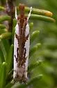 Prionapteryx new species - Hodges#5336.98 - Prionapteryx n-sp