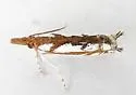 Prionapteryx new species - Hodges#5336.98 - photo 4