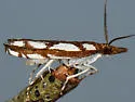 Prionapteryx new species - Hodges#5336.98 - photo 5