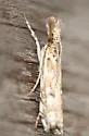 Prionapteryx Moth - Hodges#5336