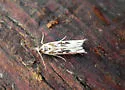 Prionapteryx Moth - Hodges#5336 - photo 4