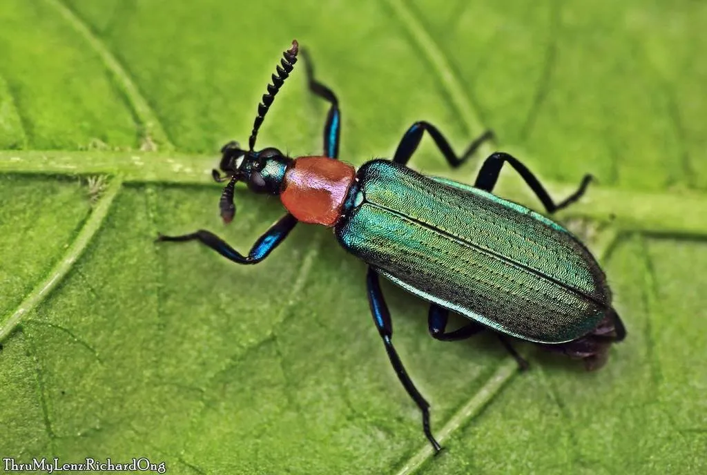 Prionoceridae - photo 2