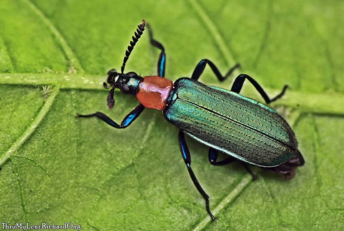 Prionoceridae - photo 3