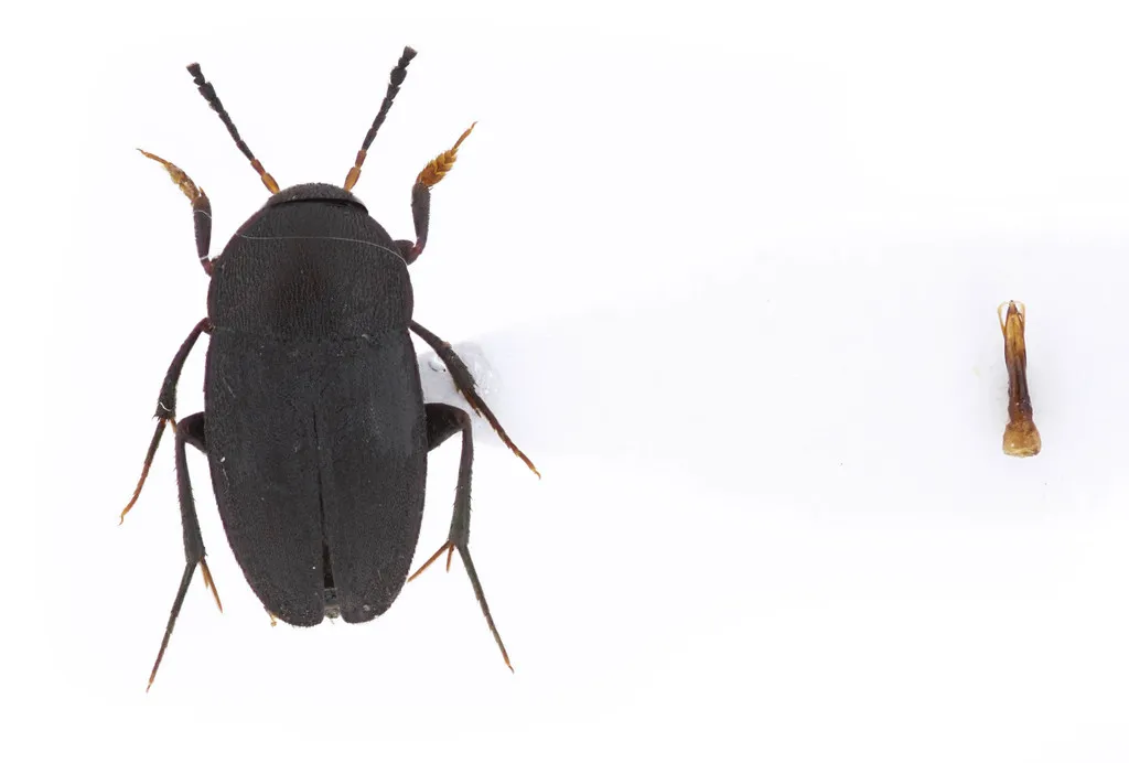 Prionochaeta opaca