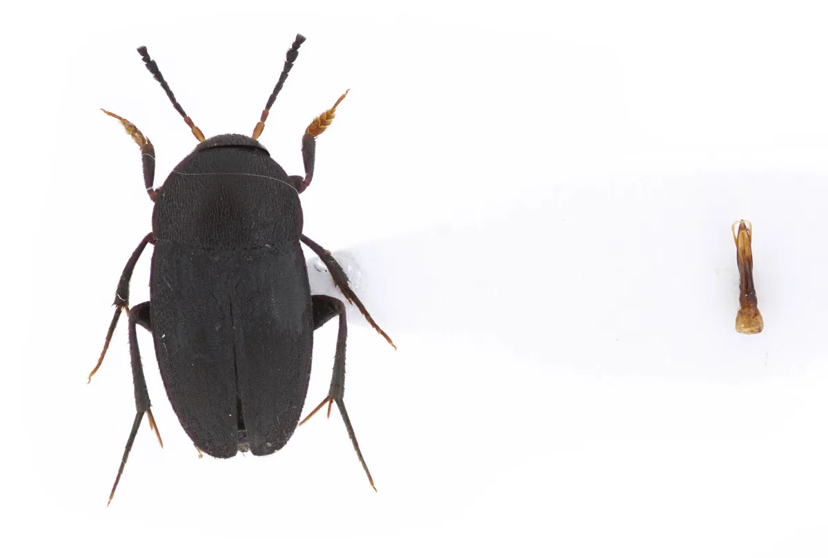 Prionochaeta opaca - photo 2