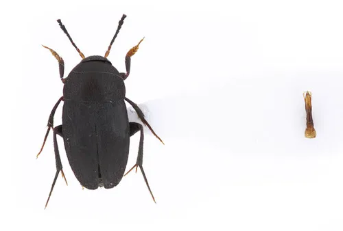 Prionochaeta opaca - photo 3