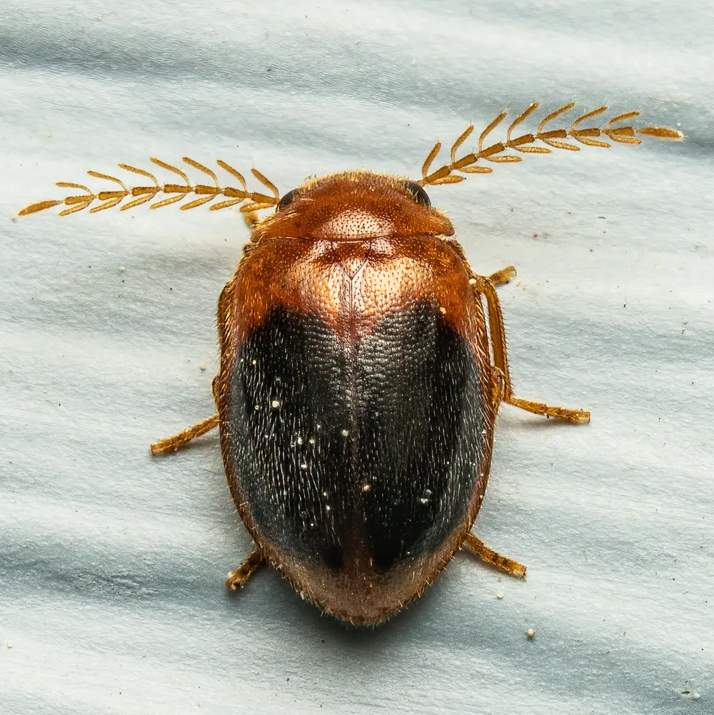 Prionocyphon discoideus