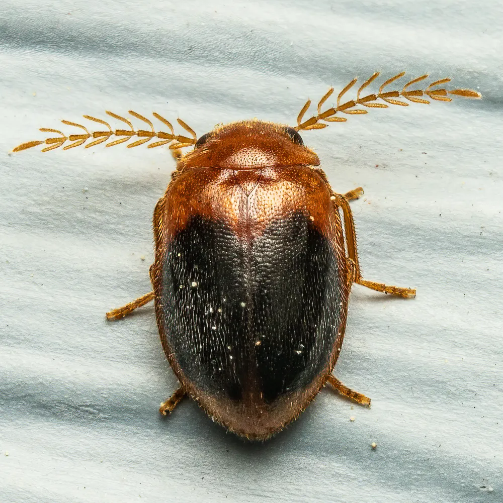 Prionocyphon discoideus - photo 2
