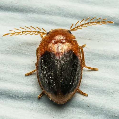 Prionocyphon discoideus - photo 3