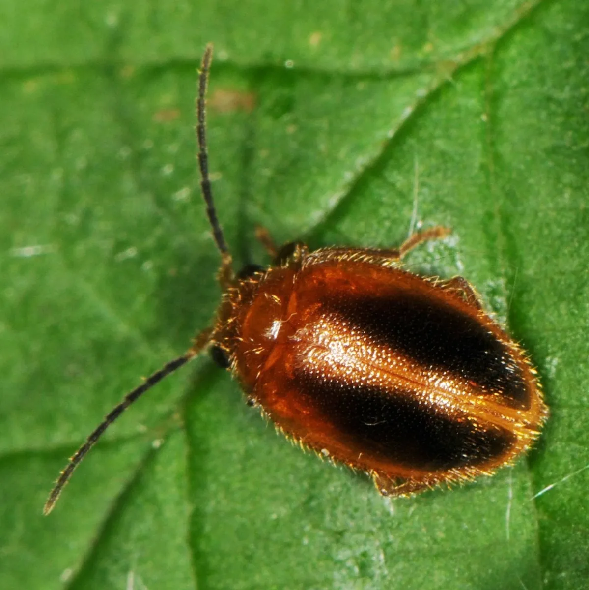 Prionocyphon limbatus