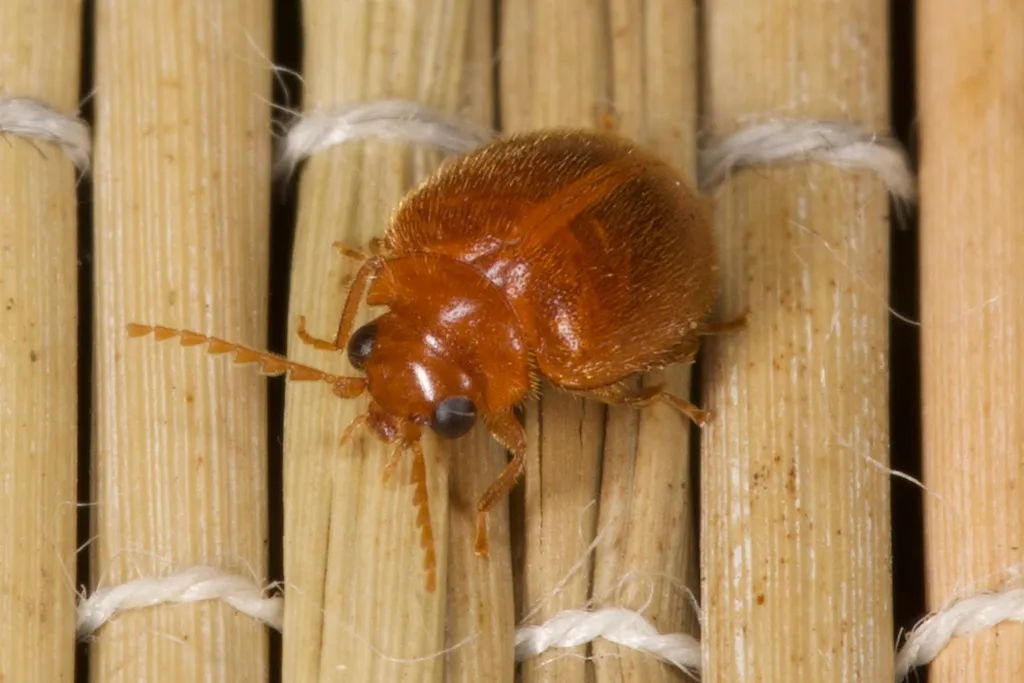 Prionocyphon serricornis