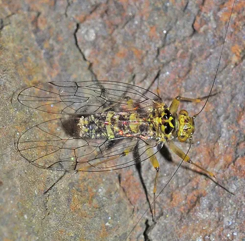 Large-winged Psocids - photo 2