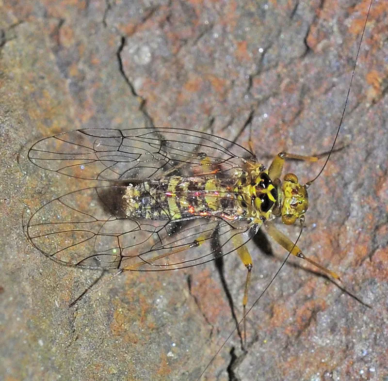 Large-winged Psocids - photo 3