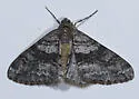 Prionomelia spododea - Hodges#6613 - Prionomelia spododea