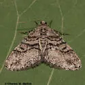 Prionomelia spododea - Hodges#6613 - photo 2