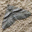 Prionomelia spododea - Hodges#6613 - photo 3
