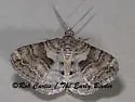 Prionomelia spododea - Hodges#6613 - photo 4