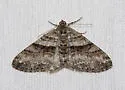 Prionomelia spododea - Hodges#6613 - photo 5