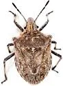 Prionosoma podopioides - photo 2