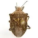 Prionosoma podopioides - photo 3