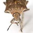 Prionosoma podopioides - photo 4