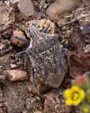 Prionosoma podopioides - photo 5