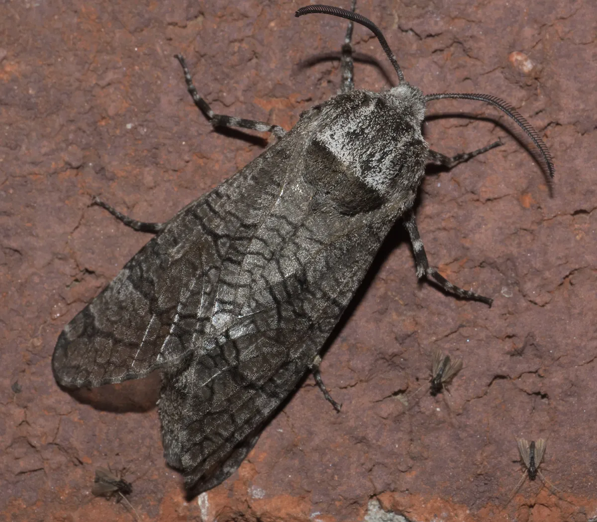 Little Carpenterworm Moth - photo 3