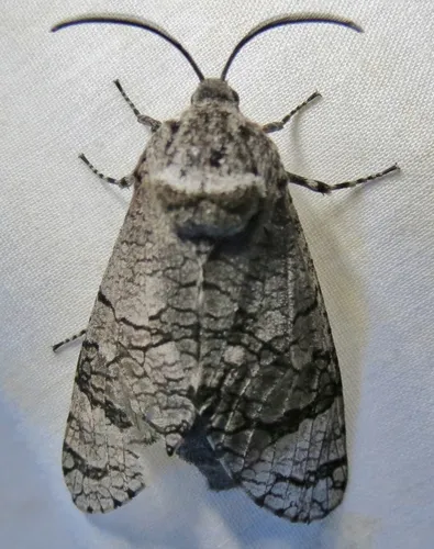 Little Carpenterworm Moth - photo 5