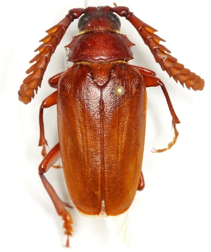 Prionus arenarius