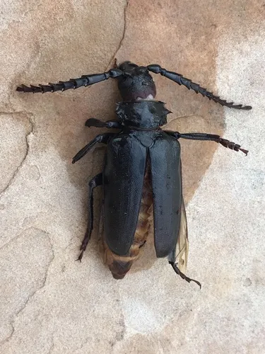 Prionus heroicus - Prionus heroicus