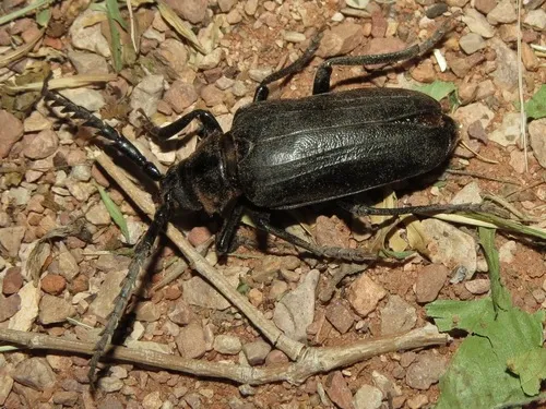 Prionus heroicus - photo 2