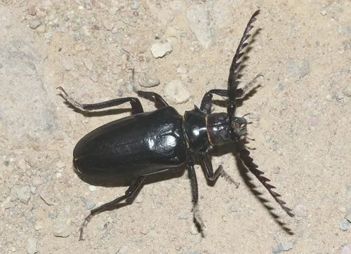 Prionus heroicus - photo 3