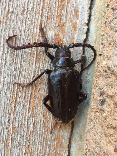 Prionus heroicus - photo 4