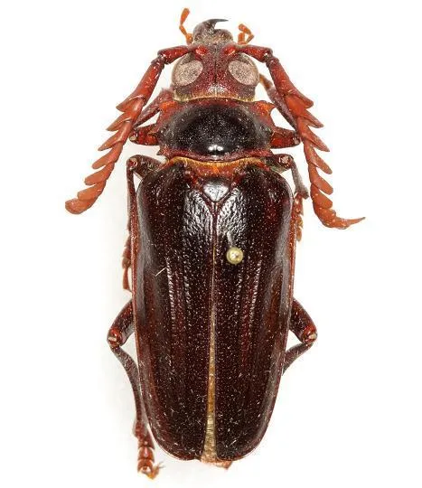 Prionus spinipennis - photo 2