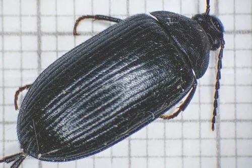 Prionychus ater - Prionychus ater