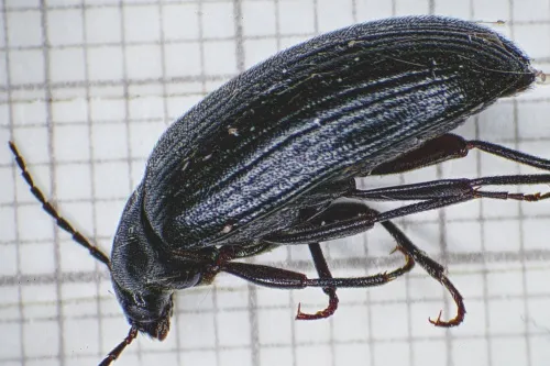Prionychus ater - photo 2