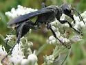 Prionyx atratus