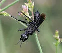 Prionyx atratus - photo 2