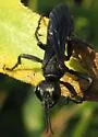 Prionyx atratus - photo 3