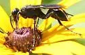 Prionyx atratus - photo 4