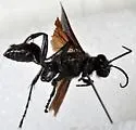 Prionyx atratus - photo 5