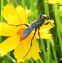 Prionyx fervens - Prionyx fervens