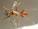 Prionyx foxi