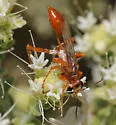 Prionyx foxi - photo 3
