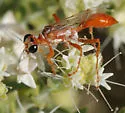 Prionyx foxi - photo 4