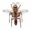 Prionyx foxi - photo 5