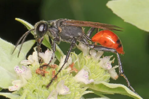 Prionyx parkeri