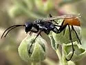 Prionyx thomae - photo 2