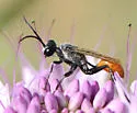 Prionyx thomae - photo 3