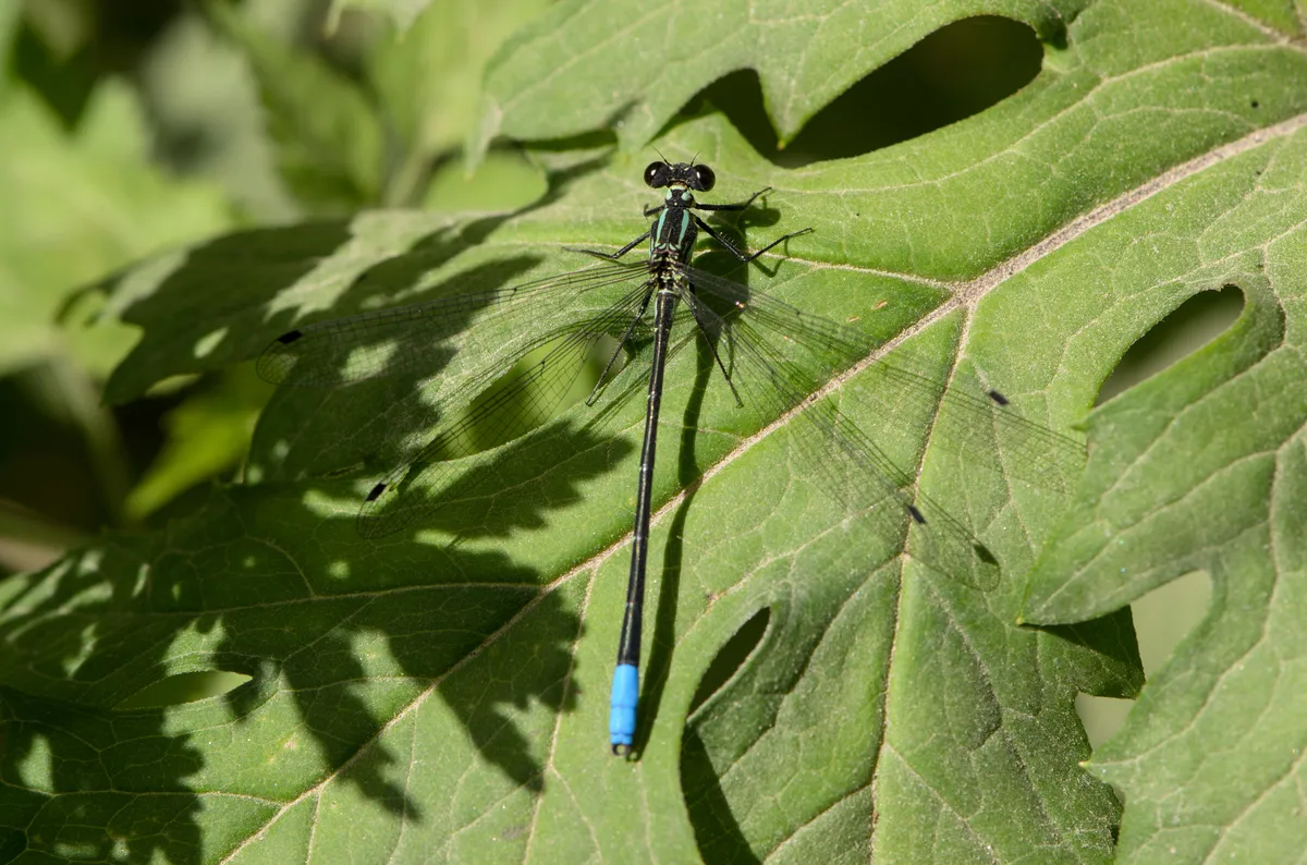 Priscagrionidae - photo 3